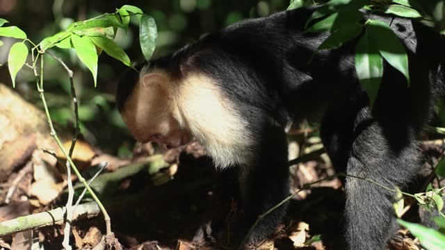 White Faced Capuchin Monkey in Costa Rica