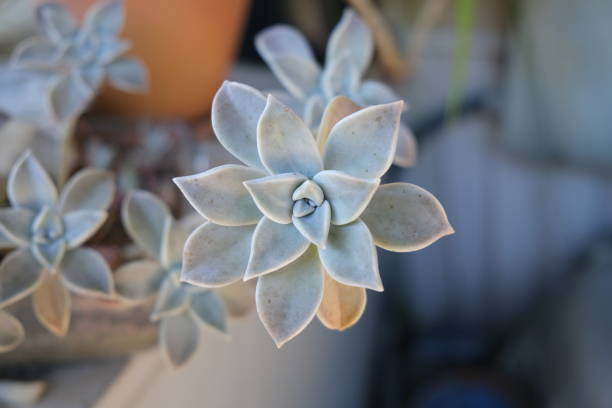 plante fantôme succulente poussant sur le patio grand éclairage - dead body photos et images de collection