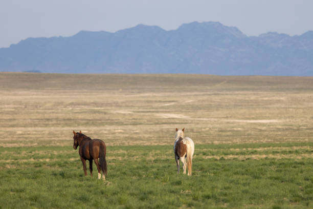 wild horses in the Utha desert in springtime