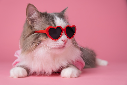 Portrait of a funny fluffy cat wearing heart sunglasses on a pink background. Cute pet for valentine's day, march eighth, wedding.