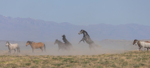 wild horses in the Utha desert in springtime