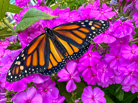 Newly eclosed female monarch butterfly on a phlox plant