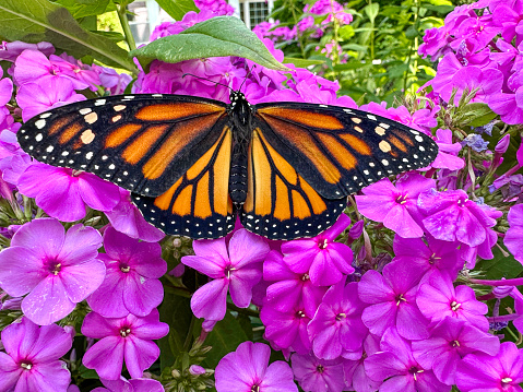 Newly eclosed female monarch butterfly on a phlox plant