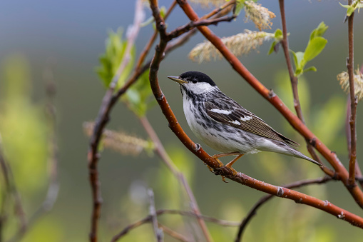 The blackpoll warbler is a New World warbler. Breeding males are mostly black and white. They have a prominent black cap, white cheeks, and white wing bars.