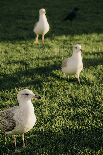 The photo captures a serene moment where three seagulls and a crow are standing on a lush green lawn, basking in the sunlight. The birds, though different species, coexist peacefully, embodying a scene of natural harmony.