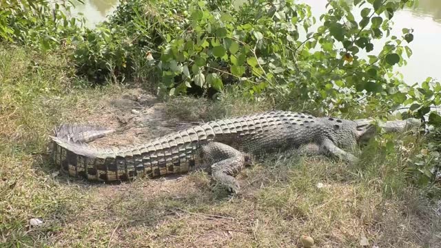 Saltwater crocodile crawls out of the swamps of the Sundarbans in Bangladesh