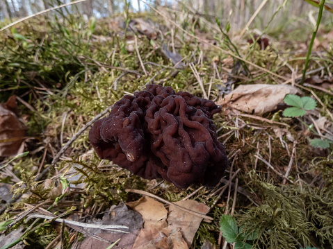 The fruiting body or mushroom of the False Morel or Turban Fungus (gyromitra esculenta) with irregular brain shaped dark brown cap growing in the forest