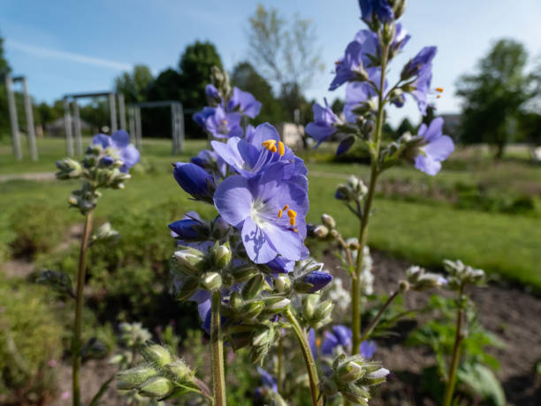 Jacob's-ladder or Greek valerian (Polemonium caeruleum) flowering with cup-shaped blue and white flowers in the garden Jacob's-ladder or Greek valerian (Polemonium caeruleum) flowering with cup-shaped blue and white flowers in the garden in summer cup shaped flower stock pictures, royalty-free photos & images