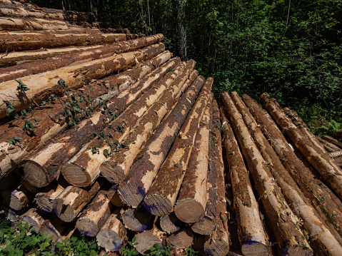 Close-up shot of the big pile of cut down tree logs in the forest. Stack of wood, firewood. Deforestation concept