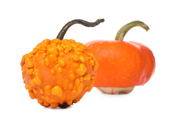Hand holding a single Japanese heirloom pumpkin against a white background. Mature orange ribbed squash.