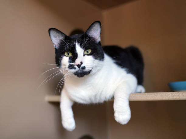 Alert, happy expression.  Paws are hanging off edge of shelf.  No worries