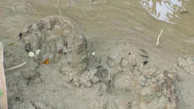 Footprints of the Bengal Tiger at the Sundarbans, a UNESCO World Heritage Site and a wildlife sanctuary. Khulna, Bangladesh