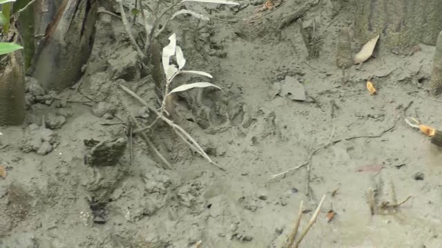 Footprints of the Bengal Tiger at the Sundarbans, a UNESCO World Heritage Site and a wildlife sanctuary. Khulna, Bangladesh