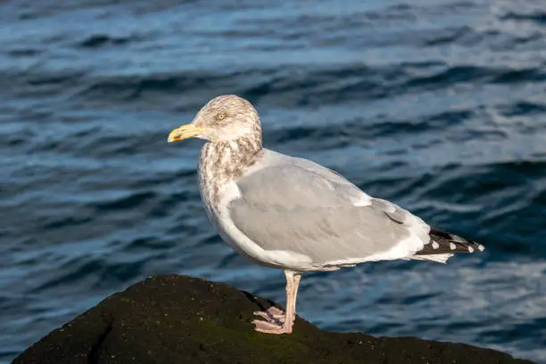 A nonbreeding herring gull with the ocean in the background.