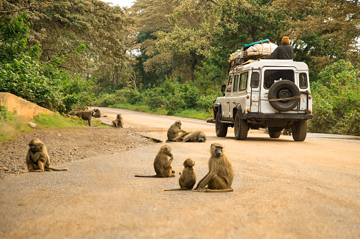 Arusha,Tanzania,Africa. 04.02. 2022 olive baboon (Papio anubis) Anubis baboon Cercopithecidae Baboon in Tanzania. Fanny family resting on the road along which car with local residents is driving