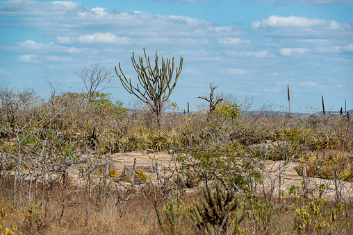 Prickly pear cactus plant