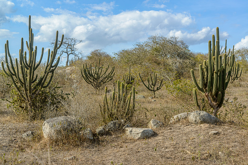 Cactus, rocks and typical vegetation of the Brazilian Caatinga Biome in Paraiba State, Brazil.