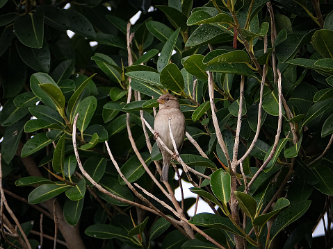 This photo captures a bird standing alone among dense green Declivities. The bird is light-colored, its body is stocky and it seems to be observing its surroundings. The leaves are dark green and shiny; they look wet or shiny. The branches are entangled between thin and thick Decals. Due to the density of the leaves, the sky or other backgrounds are not visible; this creates a feeling of loneliness