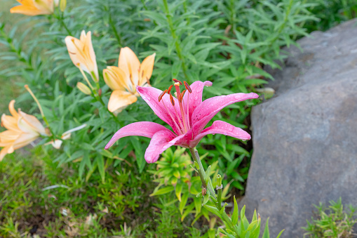 Beautiful Pink Lily with morning dew drops-Howard County, Indiana