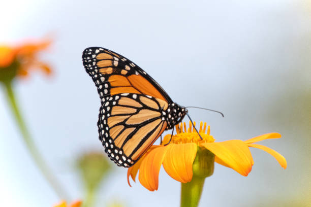 Butterfly-orange flower-Howard County Indiana