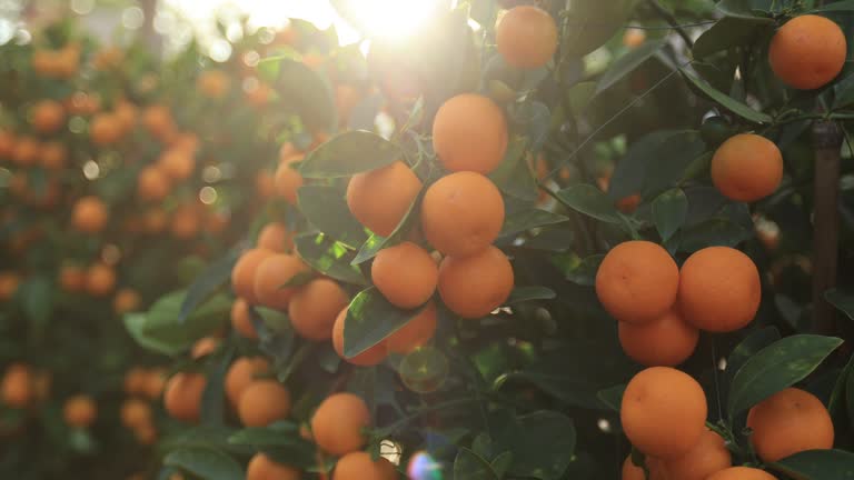 Mandarin oranges grow on tree for a happy chinese new year's decoration