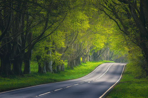 Nature background of dreamy, fairy tale and beautiful jungle forest high way road place for in tunnel of old oak green big and high trees light up with sun rays trough grass at sunset on spring day in Dorset, UK