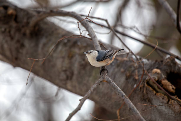 istock White-breasted Nuthatch (Sitta carolinensis) in Central Park, NYC 1961101107