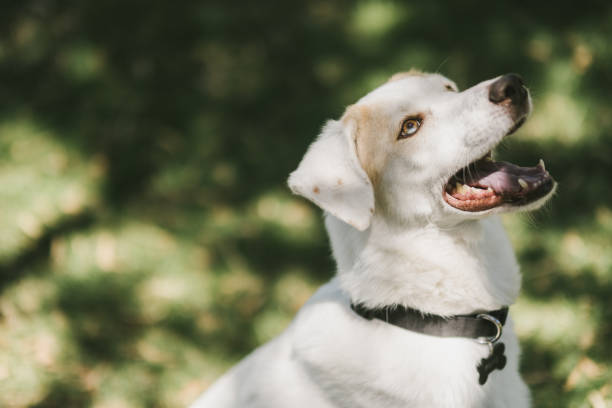 istock A dog in a park 1961105725