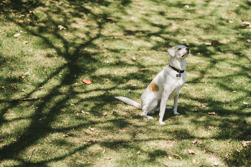 A dog in a park during a sunny day