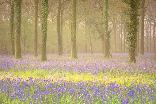 A mystical dawn bathes the Buckinghamshire beechwood in a serene blend of mist and sunlight, unveiling the delicate beauty of bluebells in full bloom. Nature's masterpiece, as bluebell flowers grace the forest floor, creating an ethereal atmosphere in the heart of a sunny and fog-kissed spring morning in Dorset, UK