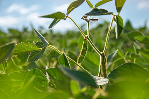 Soybean plants with young pods in a field against a blue sky on a sunny day. Agricultural soybean plant. Selective focus.