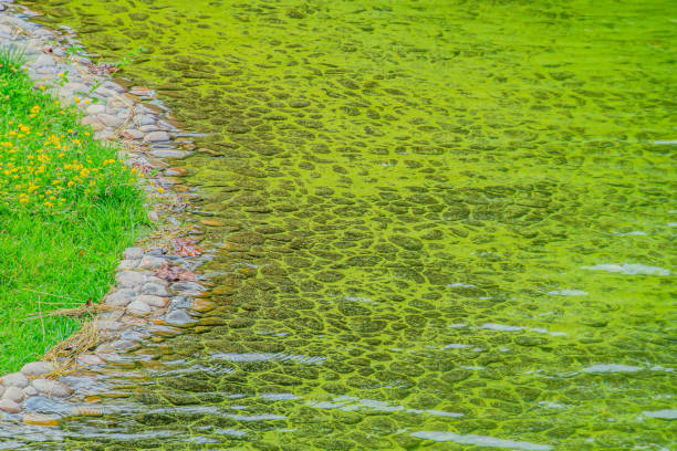 green river water caused by microalgae growth. microorganisms in a pond in summer give the water a green color. The surface of green water. Tropical green water textures.