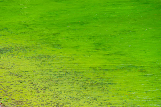 istock green river water caused by microalgae growth. microorganisms in a pond in summer give the water a green color. The surface of green water 1961133025