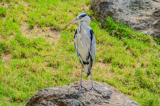 The grey heron - Ardea cinerea is a long-legged predatory wading bird of the heron family, Ardeidae, native throughout temperate Europe and Asia and also parts of Africa.