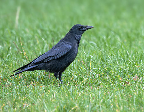 Carrion crow in a field