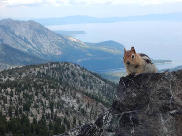 istock Hiking friend - Mount Tallac 1961176689