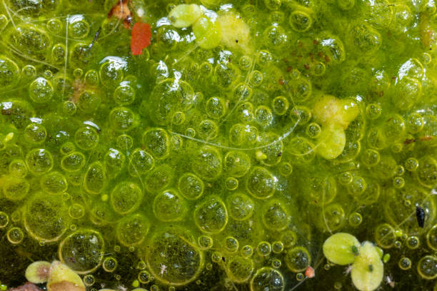 istock Freshwater algae Spirogyra release oxygen into the air, oxygen synthesis in water bodies 1961185701