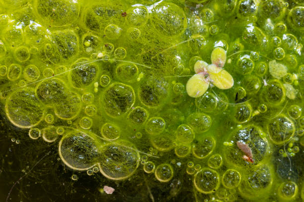 istock Freshwater algae Spirogyra release oxygen into the air, oxygen synthesis in water bodies 1961186029