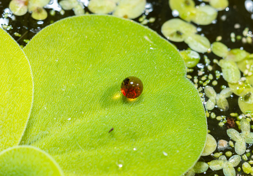 A drop of red water on a hairy, non-wettable green leaf of Pistia, an invasive species