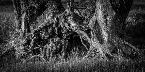 Old tree roots and trunk in field close up black and white background