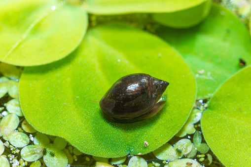 Invasive species Gastropods Physa acuta in a lake on a leaf of the invader Pistia, southern Ukraine
