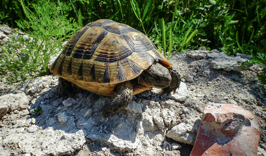Hermann's tortoise (Testudo hermanni), adult turtle in the steppe on the Black Sea coast in Bulgaria