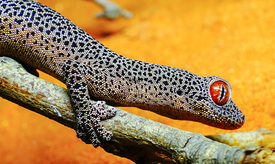 Close-up portrait photo of a Komodo dragon (Varanus komodoensis), also known as Komodo monitor.