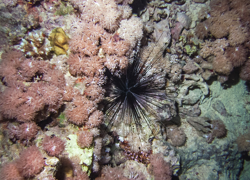 Diadema setosum - black long-spined sea urchin on a reef in the Red Sea, Egypt
