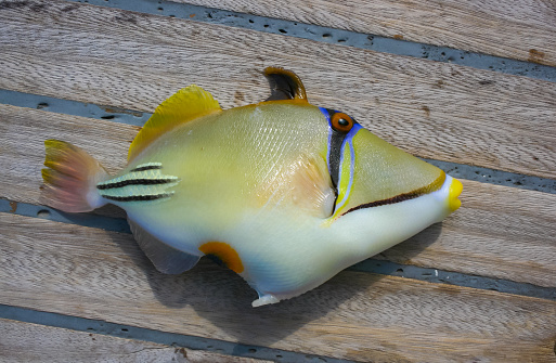 Arabian Picasso triggerfish (Rhinecanthus assasi), fish on the deck of a boat caught in the Red Sea