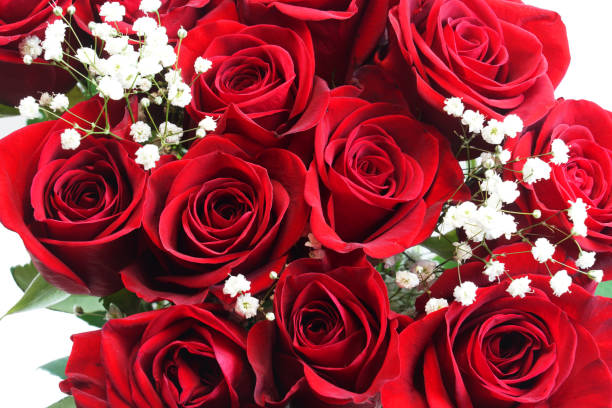 istock fresh red roses in a bouquet as background 1961200948