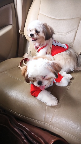 two cute shihtzu puppies on a car seat.