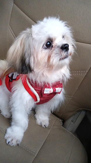 portrait of a shihtzu puppy wearing a red shirt looking to the side above.