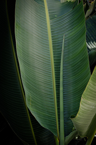 View of green banana leaves