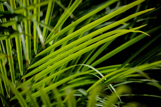 Close-up of green palm fronds backlit by sunlight